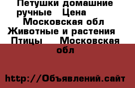 Петушки домашние ручные › Цена ­ 699 - Московская обл. Животные и растения » Птицы   . Московская обл.